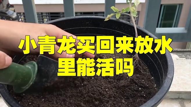 青龍魚好養嗎 青龍魚好養嗎 龍魚百科 第11張