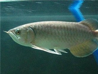 青龍魚好養嗎 青龍魚好養嗎 龍魚百科 第15張