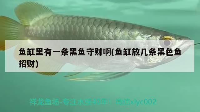 魚缸里有一條黑魚守財啊(魚缸放幾條黑色魚招財)