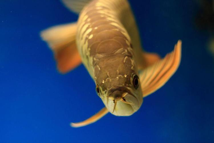 哪里可以找到高清白金龍魚圖片？ 哪里可以找到高清白金龍魚圖片？ 龍魚百科 第20張