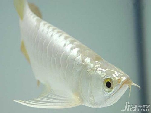 哪里可以找到高清白金龍魚圖片？ 哪里可以找到高清白金龍魚圖片？ 龍魚百科 第14張