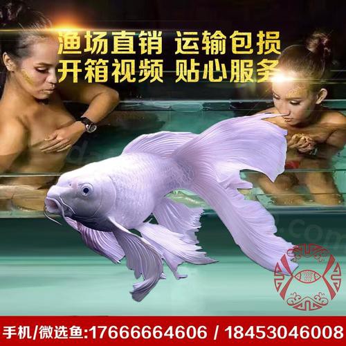 哪里可以找到高清白金龍魚圖片？ 哪里可以找到高清白金龍魚圖片？ 龍魚百科 第15張