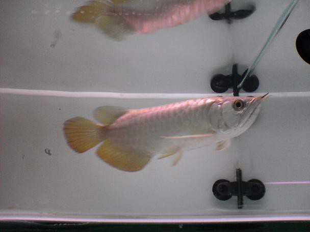 哪里可以找到高清白金龍魚圖片？ 哪里可以找到高清白金龍魚圖片？ 龍魚百科 第12張