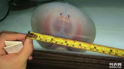 龍魚空運能活多久：龍魚在空運過程中的存活時間受到多種因素影響的影響