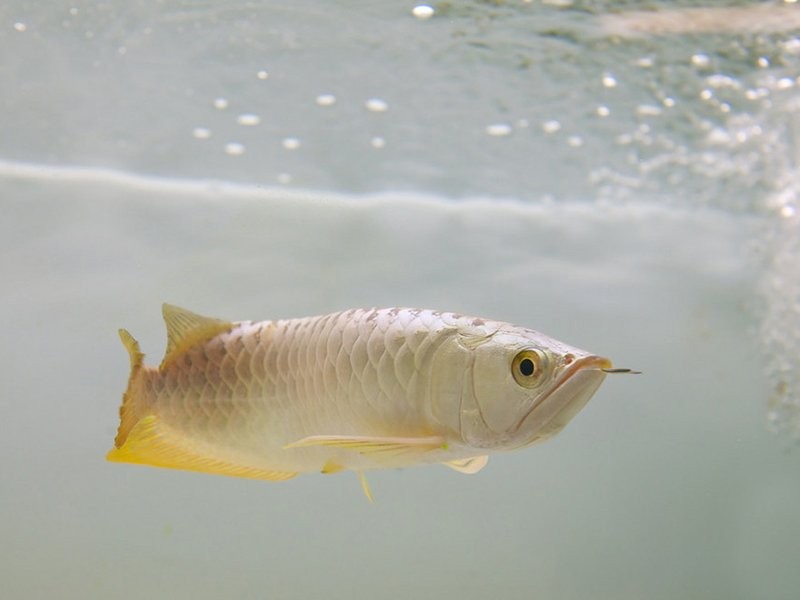 龍魚發色飼料多久見效？
