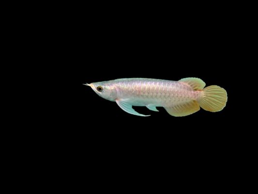 小龍魚的樣子描寫句子：小龍魚在水中游動時身體十分柔軟，一會兒往下游，嘴里吐著小泡泡