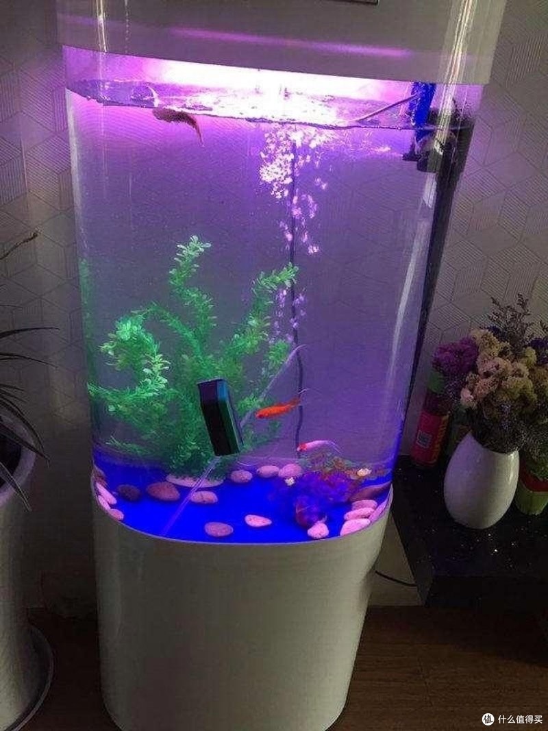 龍擺件放魚缸需要定期清潔嗎？