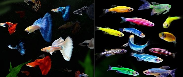 龍擺件放魚缸需要定期清潔嗎？