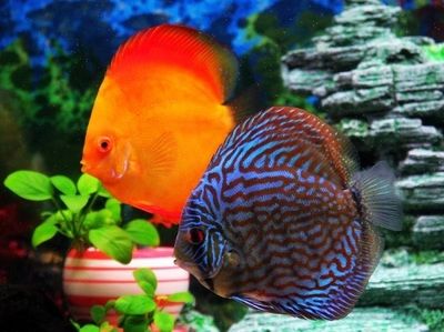 金龍魚七彩神仙魚混養怎么樣:金龍魚七彩神仙魚混養怎么樣金龍魚七彩神仙魚混養怎么樣 龍魚百科 第1張 金龍魚七彩神仙魚混養怎么樣:金龍魚七彩神仙魚混養怎么樣金龍魚七彩神仙魚混養怎么樣 金龍魚七彩神仙魚混養怎么樣:金龍魚七彩神仙魚混養怎么樣金龍魚七彩神仙魚混養怎么樣 龍魚百科 第1張