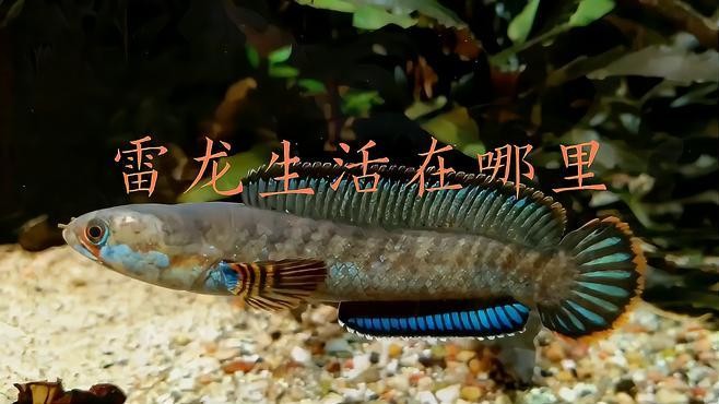 雷龍魚(yú)喜歡什么環(huán)境