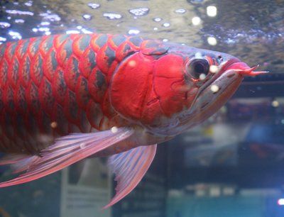 紅龍魚愛吃的食物是什么：紅龍魚喜愛的食物是什么 紅龍魚愛吃的食物是什么：紅龍魚喜愛的食物是什么 龍魚百科 第3張