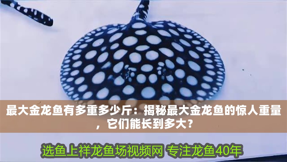 最大金龍魚有多重多少斤：揭秘最大金龍魚的驚人重量，它們能長到多大？ 最大金龍魚有多重多少斤：揭秘最大金龍魚的驚人重量，它們能長到多大？ 龍魚百科 第1張
