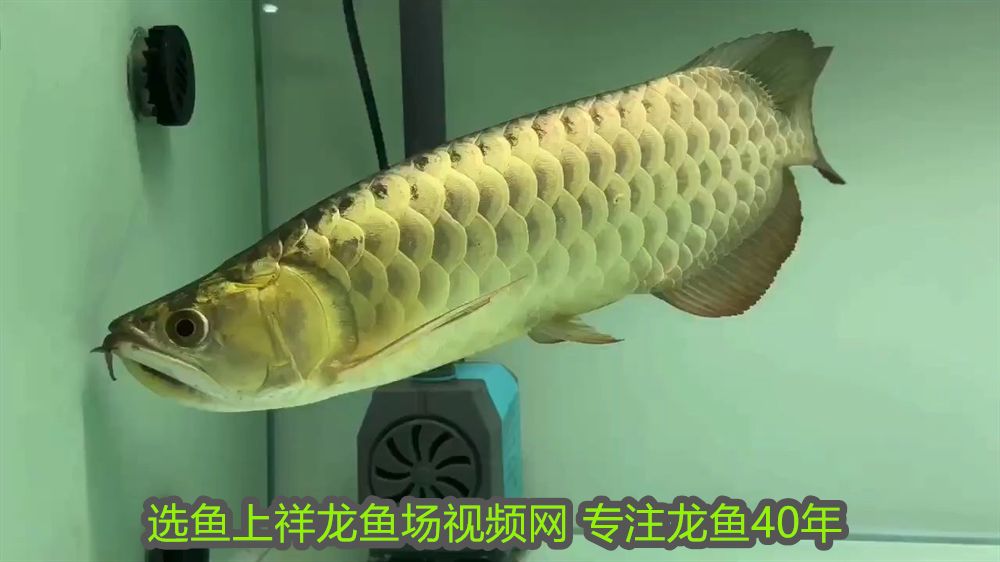 最大金龍魚有多重多少斤：揭秘最大金龍魚的驚人重量，它們能長到多大？ 最大金龍魚有多重多少斤：揭秘最大金龍魚的驚人重量，它們能長到多大？ 龍魚百科 第2張
