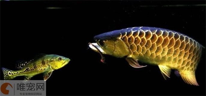 金龍魚的配魚（金龍魚與金龍魚搭配的最佳選擇與金龍魚搭配的最佳選擇）