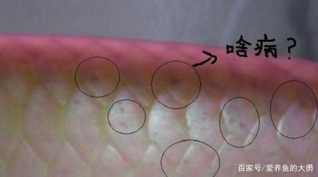 龍魚鱗掉了一半：龍魚掉鱗怎么辦 龍魚鱗掉了一半：龍魚掉鱗怎么辦 龍魚百科 第1張
