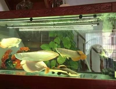 龍魚(yú)就在一個(gè)角落呆著：如何判斷龍魚(yú)是否健康