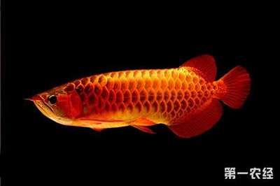 養龍魚需要什么條件？：養龍魚需要什么條件