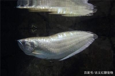 養龍魚需要什么條件？：養龍魚需要什么條件