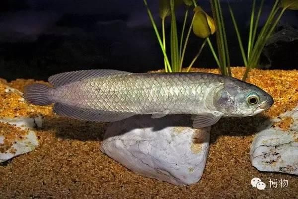 澳洲星點龍魚能長多大：澳洲星點龍魚的飼養方法