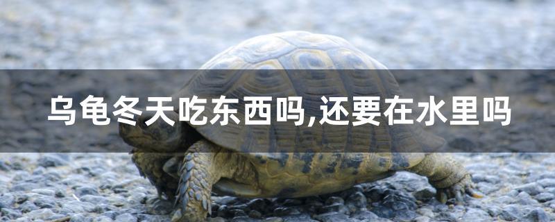 烏龜冬天吃東西嗎還要在水里嗎 烏龜冬天吃東西嗎還要在水里嗎 龍魚百科