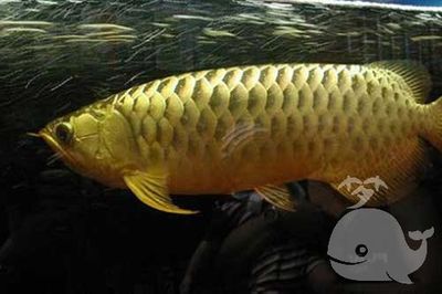 夢(mèng)見(jiàn)龍魚(yú)跳出缸（夢(mèng)見(jiàn)龍魚(yú)跳出缸可能有多種解讀，）