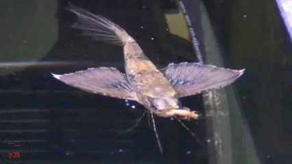 夢(mèng)見(jiàn)龍魚(yú)跳出缸（夢(mèng)見(jiàn)龍魚(yú)跳出缸可能有多種解讀，）