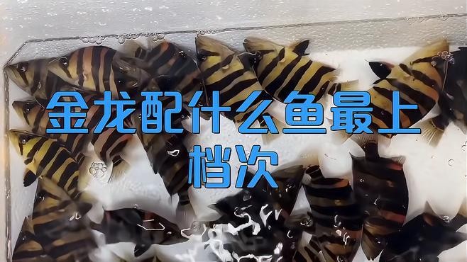 金龍魚跟什么魚混養好一點