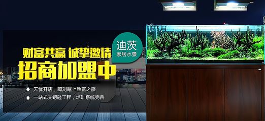 水族館加盟找祥龍魚場多少錢（水族館加盟找祥龍魚場多少錢水族館加盟費查詢網） 水族館加盟找祥龍魚場多少錢（水族館加盟找祥龍魚場多少錢水族館加盟費查詢網） 龍魚百科 第2張
