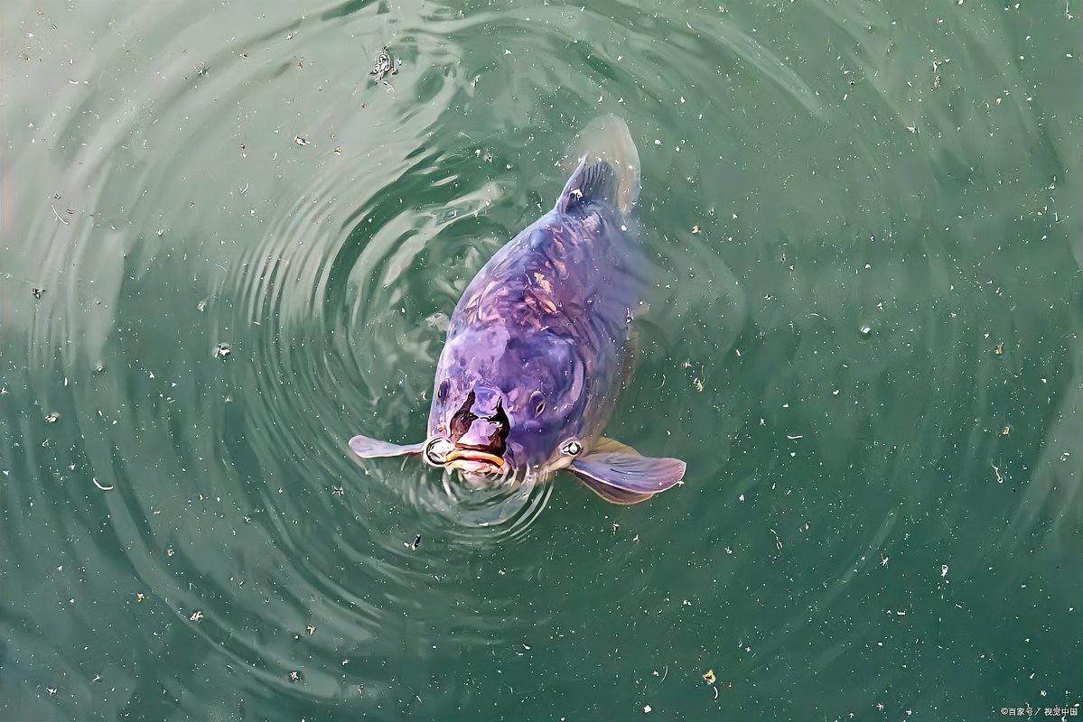 銀龍魚(yú)張嘴 銀龍魚(yú)張嘴 龍魚(yú)百科 第1張
