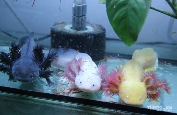 六角恐龍魚(yú)在水里游來(lái)游去正常嗎，六角恐龍魚(yú)在水中游來(lái)游去是正常的行為嗎？
