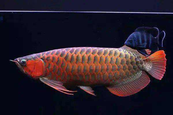 龍魚眼睛白膜多久能好？ 龍魚眼睛白膜多久能好？ 龍魚百科 第11張