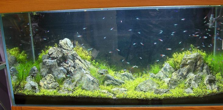 金龍魚缸造景視頻：金龍魚缸造景教程