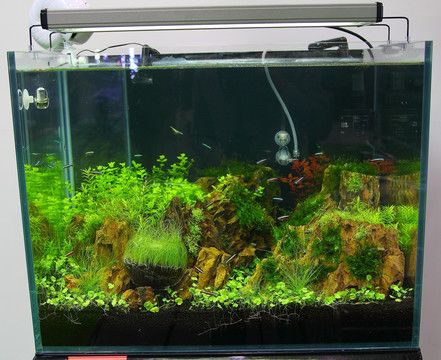 金龍魚缸造景視頻：金龍魚缸造景教程