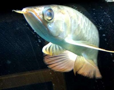 龍魚蒙眼癥狀（龍魚蒙眼怎么辦）