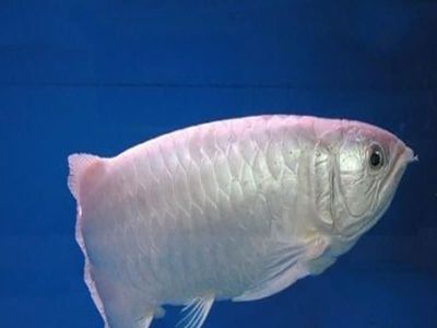 龍魚價格排行榜前十名：龍魚價格排行榜前十名的品種