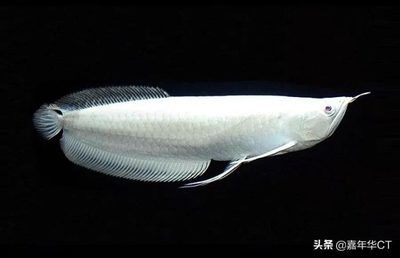 龍魚價格排行榜前十名：龍魚價格排行榜前十名的品種