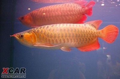 1米龍魚（廣州釣友發現一條體長一米的龍魚，市場價值只有幾百元） 1米龍魚（廣州釣友發現一條體長一米的龍魚，市場價值只有幾百元） 龍魚百科 第2張