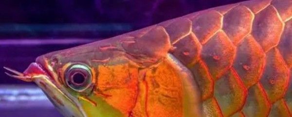 紅龍魚的壽命：紅龍魚的壽命一般在多少年？ 紅龍魚的壽命：紅龍魚的壽命一般在多少年？ 龍魚百科 第2張