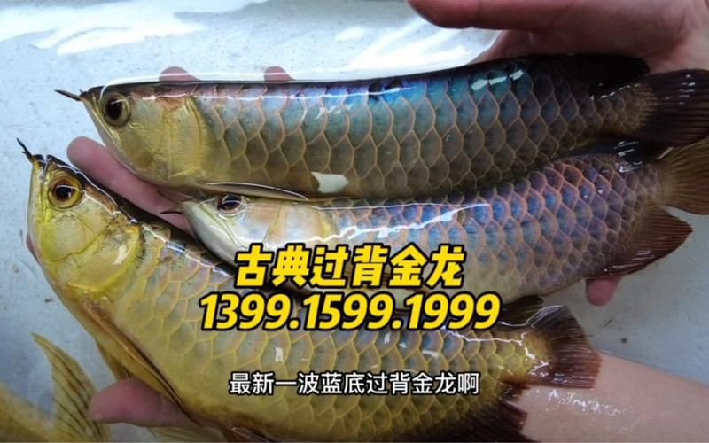 藍底過背金龍魚最簡單三個動作 藍底過背金龍魚最簡單三個動作 龍魚百科