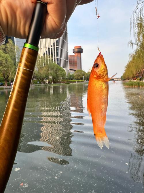 北京哪里的龍魚比較好釣魚 北京哪里的龍魚比較好釣魚 龍魚百科 第5張