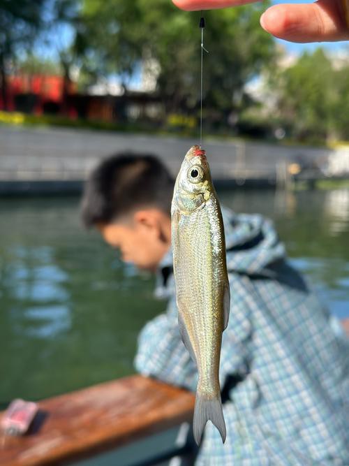 北京哪里的龍魚比較好釣魚 北京哪里的龍魚比較好釣魚 龍魚百科 第6張