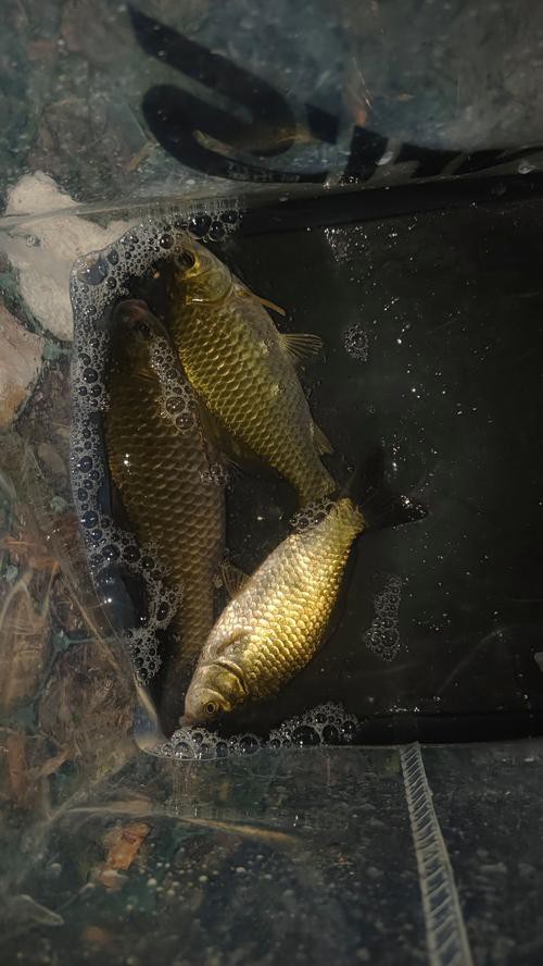 北京哪里的龍魚比較好釣魚 北京哪里的龍魚比較好釣魚 龍魚百科 第4張