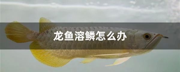 龍魚對水流速度的要求是多少：龍魚對水流速度的要求是多少呢？ 龍魚對水流速度的要求是多少：龍魚對水流速度的要求是多少呢？ 龍魚百科 第1張
