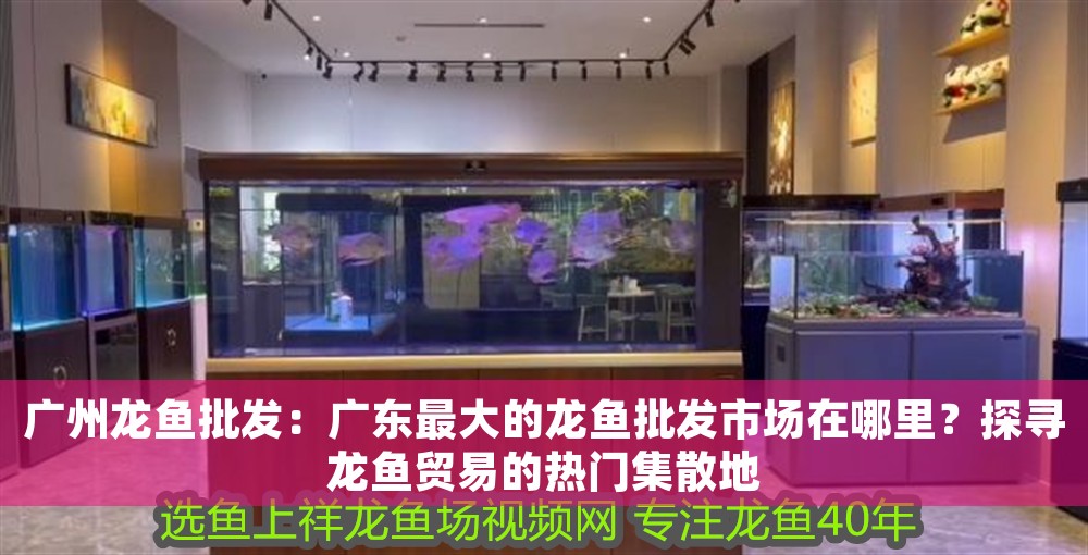廣州龍魚批發：廣東最大的龍魚批發市場在哪里？探尋龍魚貿易的熱門集散地