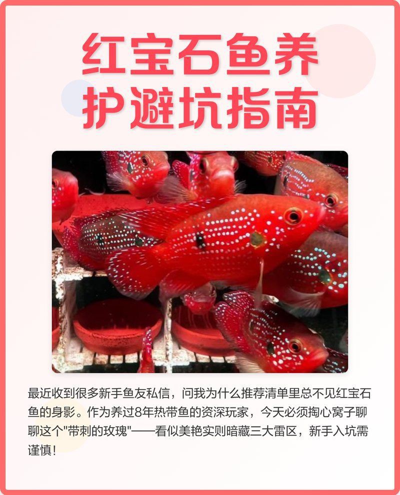 紅寶石魚變紅了要警惕四種病，紅寶石魚體色變紅可能是健康異常的信號需警惕四種病