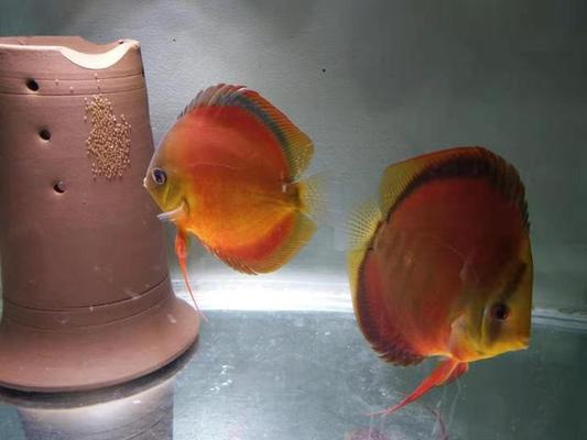 詳細(xì)閱讀:治療觀賞魚(yú)病的萬(wàn)能藥 觀賞魚(yú)得病一般都用什么藥 治療觀賞魚(yú)病的萬(wàn)能藥 觀賞魚(yú)得病一般都用什么藥