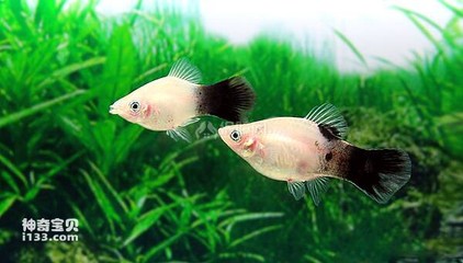 四方玻璃魚缸圖片大全大圖 四方玻璃廠有限公司 一方水族 第2張 四方玻璃魚缸圖片大全大圖 四方玻璃廠有限公司 四方玻璃魚缸圖片大全大圖 四方玻璃廠有限公司 一方水族 第2張