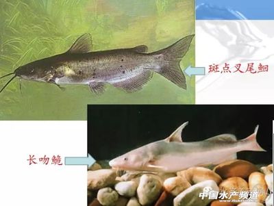 立達金龍魚證書和立達金龍魚證書什么樣子？