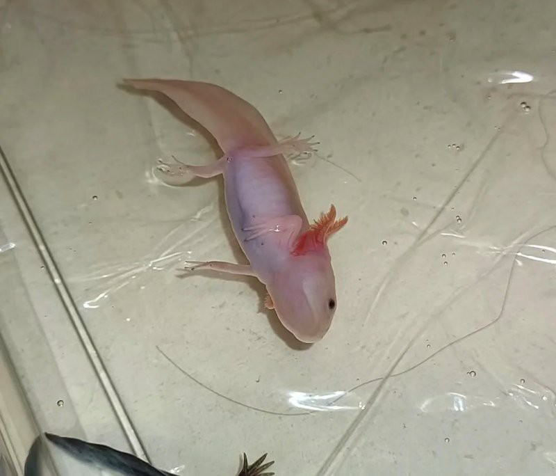 有哪些食物是火龍魚蠑螈不能吃的？