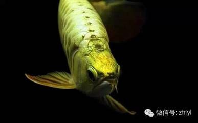 關于龍魚的說說短句英語（關于龍魚的說說短句英語：1.龍魚的英文怎么說） 關于龍魚的說說短句英語（關于龍魚的說說短句英語：1.龍魚的英文怎么說） 龍魚百科 第1張